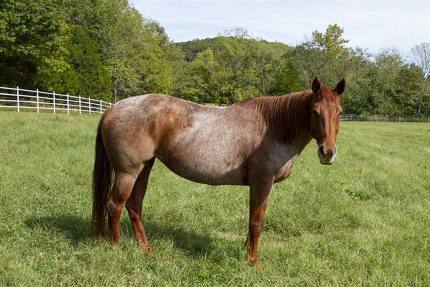 Last week's pet, still available: Suri